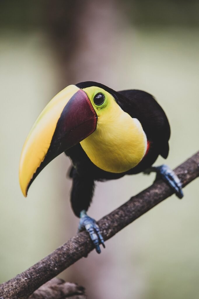 toucan, bird, branch, perched, beak, bill, animal, wildlife, wilderness, nature, birdwatching, costa rica, central america, closeup, toucan, toucan, toucan, costa rica, costa rica, costa rica, costa rica, costa rica