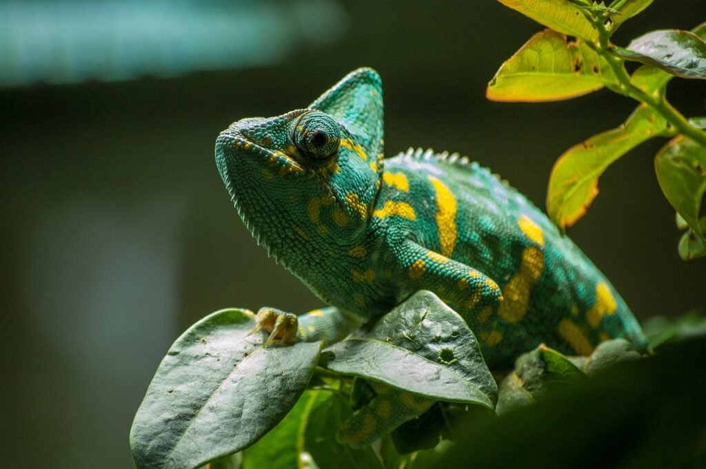 chameleon, green, exotic, reptile, eye, terrarium, animal world, creature, nature, lizard, animal photography, wildlife, wilderness, chameleon, chameleon, chameleon, chameleon, chameleon, lizard, lizard