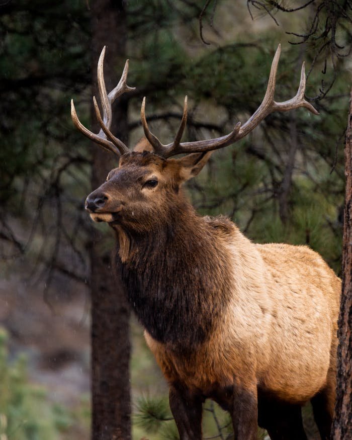 A powerful elk standing proudly in a dense forest, showcasing its impressive antlers.