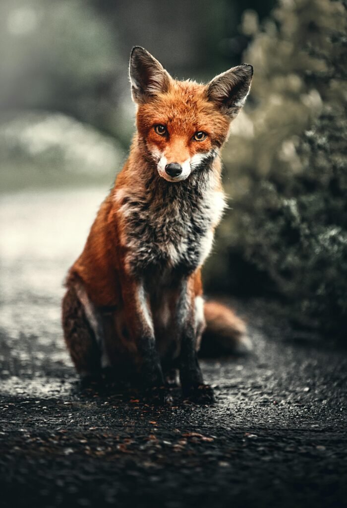 A close-up shot of a red fox sitting in its natural habitat, showcasing its captivating eyes and fur.