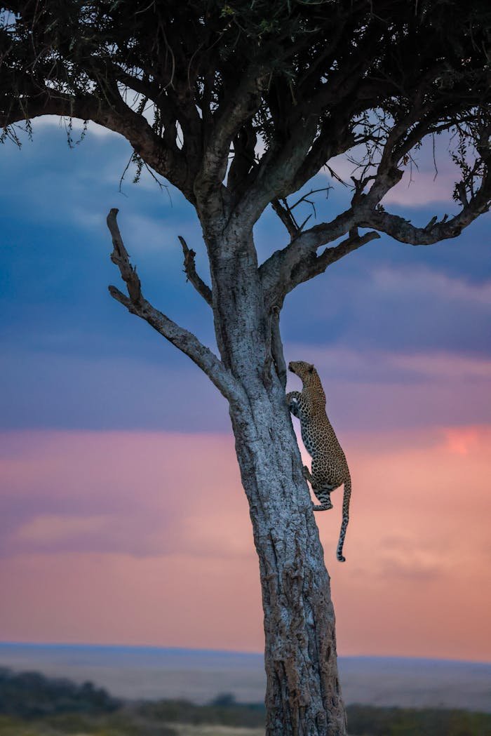 A majestic leopard scaling a tree against a vibrant African sunset in Maasai Mara, Kenya.