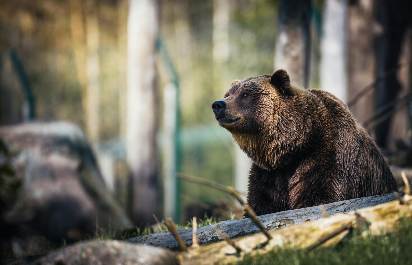 Close-up of a grizzly bear sitting peacefully in a forest setting, showcasing its powerful presence.