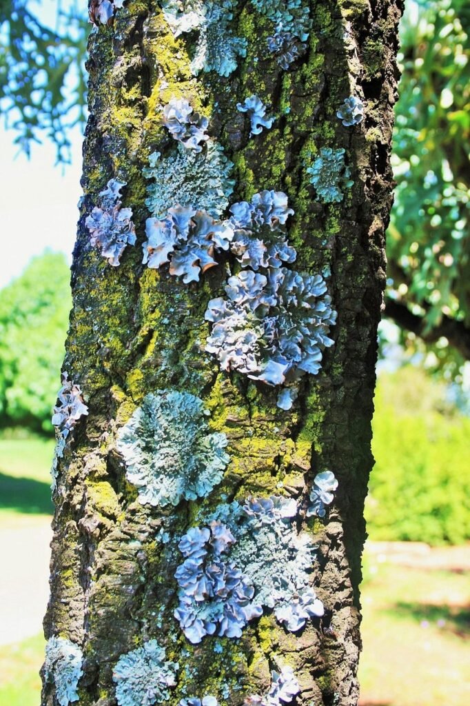 tree, trunk, lichen, curly, symbiosis, fungus