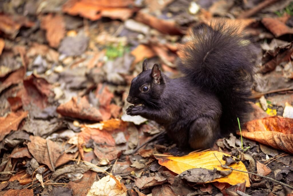A black squirrel eating a nut amidst colorful autumn leaves in an urban park setting.