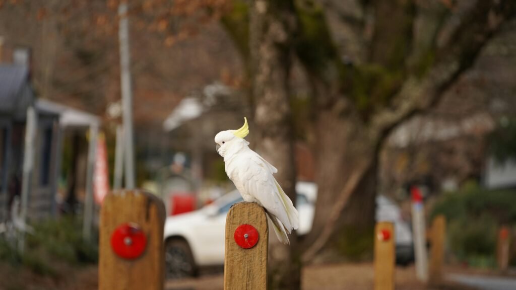 A white cockatoo with yellow crest perched on a wooden post in a city street setting.